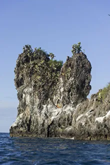Images Dated 23rd December 2012: Galapagos Prickly Pear -Opuntia echios- trees on a lava cliff, San Salvador Island