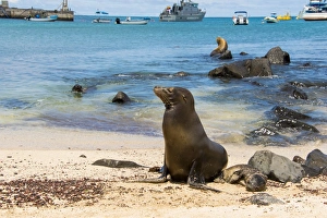 Images Dated 24th November 2015: Galapagos Sea Lion