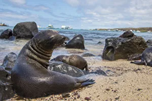 Images Dated 24th November 2015: Galapagos Sea Lion