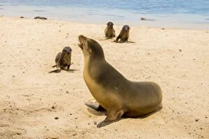 Images Dated 24th November 2015: Galapagos Sea Lion