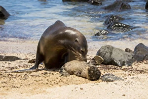 Images Dated 24th November 2015: Galapagos Sea Lion
