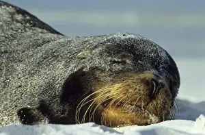Galapagos Sea Lion (Zalophus californianus wollebaeki)