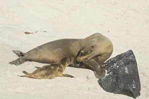 Images Dated 29th December 2012: Galapagos Sea Lion -Zalophus wollebaeki-, adult turning to pup, Espanola Island