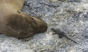 Galapagos Sea Lion -Zalophus wollebaeki- and a Galapagos Lava Lizard -Microlophus albemarlensis-, Fernandina Island, Galapagos Islands, Ecuador