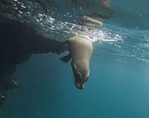 Galapagos Sea Lion -Zalophus wollebaeki- under water, Espanola Island, Galapagos Islands, Ecuador