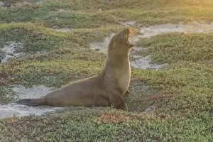 Images Dated 31st December 2012: Galapagos Sea Lion -Zalophus wollebaeki- yawning, Mosquera Island, Galapagos Islands, Ecuador