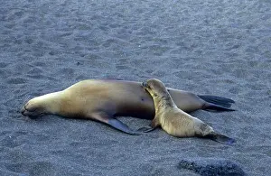 Seal Animal Prints: Galapagos Sea Lions (Zalophus californianus wollebaeki)