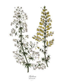 Images Dated 18th February 2019: Galium, Bedstraw Plants, Victorian Botanical Illustration