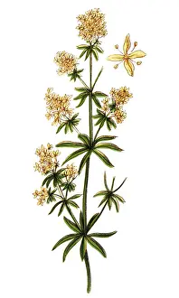 Galium verum (ladys bedstraw or yellow bedstraw)