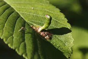 Upper Prints: Gall of a Gall Wasp or Gallfly (Cynipidae)