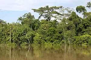 Gallery forest along the bank of the Tiputini River, Yasuni National Park, Amazon basin, Ecuador, South America
