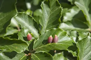 Common Prints: Galls of the Gall Midge (Mikiola fagi) on leaves of Common Beech (Fagus sylvatica)