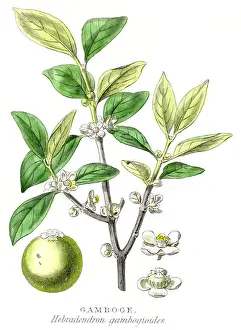 Resin Prints: Gamboge gum plant engraving 1857