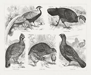 Images Dated 15th August 2018: Game birds, wood engravings, published in 1897