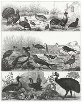 Grass Area Collection: Gamebirds Engraving 1851