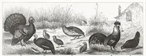 Young Bird Prints: Gamebirds Engraving