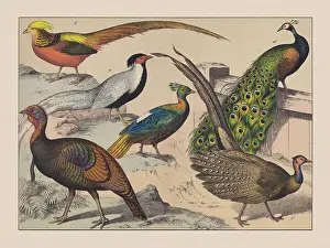 Gamebirds (Galliformes), hand-colored chromolithograph, published in 1882