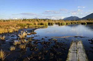 Images Dated 9th October 2011: Gangplank on a marshland pond, bog in the prealpine lands, near Raubling, Bavaria, Germany, Europe