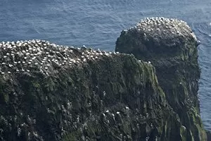 Images Dated 29th May 2013: Gannet colony, gannets -Morus bassana-, Mykines, Faroe Islands, Denmark
