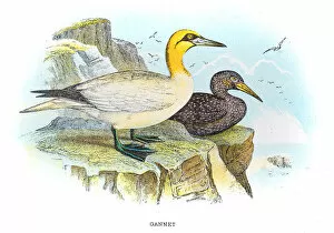 Images Dated 4th July 2015: Gannets illustration 1896