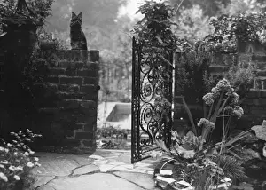 Garden cat