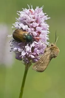 Coleoptera Gallery: Garden Chafer (Phyllopertha horticola) and a spinner moth on Fleece Flower (Polygonum affine)