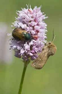 Pterygota Prints: Garden Chafer (Phyllopertha horticola) and a spinner moth on Fleece Flower (Polygonum affine)
