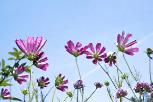 Garden Cosmos or Mexican Aster -Cosmos bipinnatus- against a blue sky