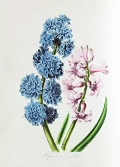 Images Dated 22nd March 2018: Garden Hyacinth (Hyacinthus orientalis), from Plantae Utiliores or Illustrations of useful plants
