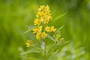 Garden Loosestrife or Yellow Loosestrife -Lysimachia vulgaris-, blooming, Lower Saxony, Germany