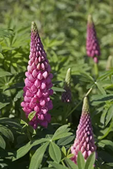 Images Dated 29th May 2010: Garden Lupin -Lupinus polyphyllus-