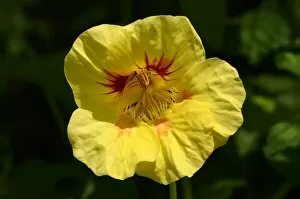 Images Dated 9th May 2012: Garden nasturtium, Indian cress or Monks cress -Tropaeolum majus-, yellow flower, Moriani