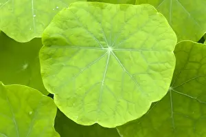 Crucifers Prints: Garden Nasturtium, Indian Cress or Monks Cress -Tropaeolum majus-, medicinal plant