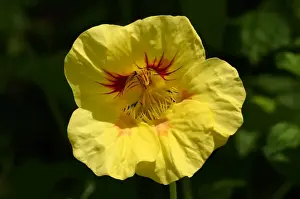 Nasturtium Prints: Garden nasturtium, Indian cress or Monks cress -Tropaeolum majus