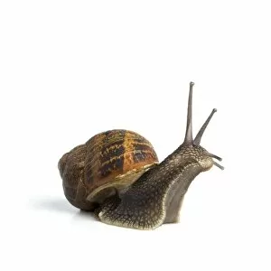 Three Quarter View Gallery: Garden snail