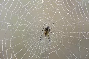 Garden Spider or Cross Orbweaver -Araneus diadematus- sitting on a net with morning dew