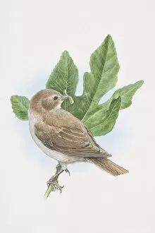Garden Warbler, Sylvia borin, illustration of bird sitting on oak brach with grub in beak
