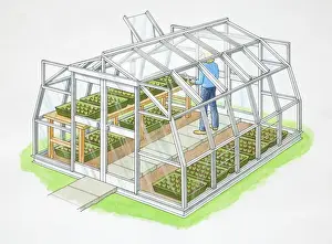 Greenhouse Prints: Gardener inside vegetables greenhouse made of glass and metal frame, side view