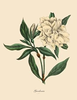 Art Illustrations Gallery: Gardenia Plant, Victorian Botanical Illustration