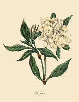 Gardenia Plant, Victorian Botanical Illustration