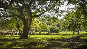 Images Dated 27th August 2013: Gardens and trees of Angkor wat