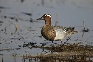 Images Dated 29th April 2013: Garganey -Anas querquedula-, drake in shallow water, Burgenland, Austria