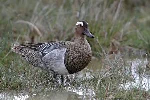 Images Dated 4th May 2012: Garganey -Anas querquedula-, male standing on the shore, Lake Neusiedl, Burgenland, Austria, Europe