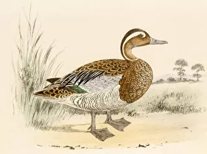 Turquoise Colored Collection: Garganey teal, 19 century science illustration