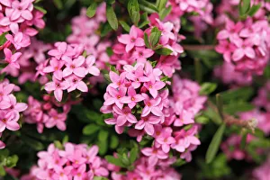Spermatophyte Gallery: Garland flower or Rose Daphne -Daphne cneorum-, Styria, Austria, Europe