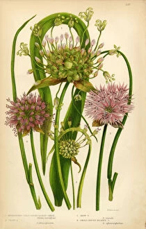 Spice Gallery: Garlic, Allium, Chive, Victorian Botanical Illustration