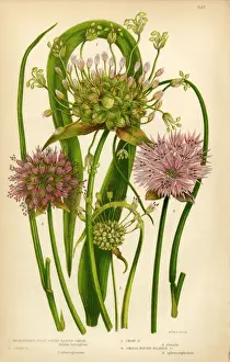 Garlic, Allium, Chive, Victorian Botanical Illustration