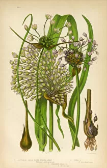 Images Dated 13th June 2016: Garlic, Allium, Victorian Botanical Illustration