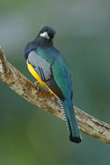 Gartered Trogon