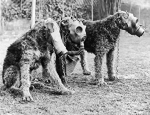 World War II (1939-1945) Collection: Gas Masks For Dogs